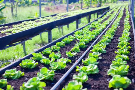 Drip Irrigation